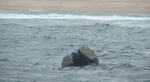 Cape Coastal Waters IMMA - Description - Marine Mammal Protected Areas ...