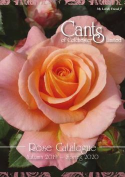 Rose Catalogue Autumn 2019 - Spring 2020 - My Lovely Friend fl - Cants Roses