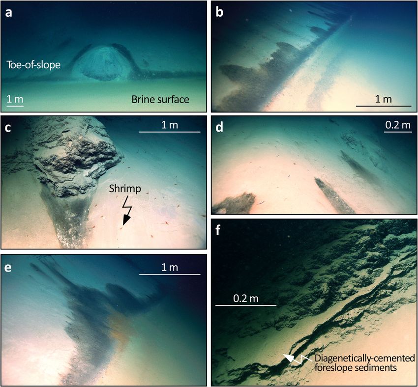 Discovery of the deep-sea NEOM Brine Pools in the Gulf of Aqaba, Red ...