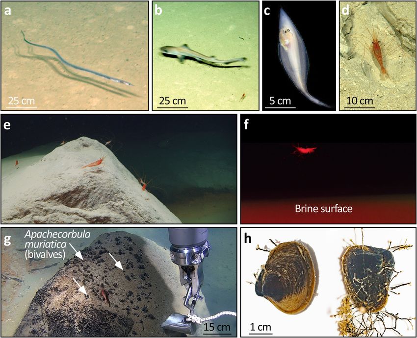 Discovery of the deep-sea NEOM Brine Pools in the Gulf of Aqaba, Red ...