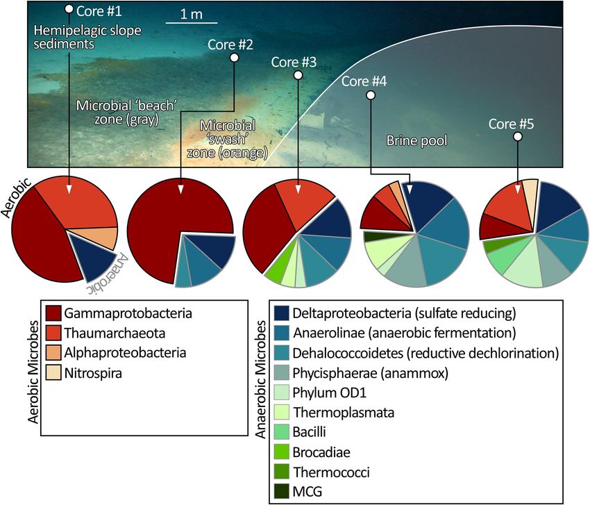 Discovery of the deep-sea NEOM Brine Pools in the Gulf of Aqaba, Red ...