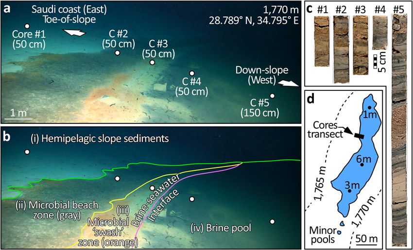 Discovery of the deep-sea NEOM Brine Pools in the Gulf of Aqaba, Red ...