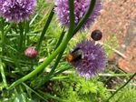 WAYS TO MAKE YOUR GARDEN WILDLIFE FRIENDLY