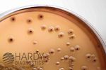 HardyCHROM SALMONELLA SHIGELLA (SS) AGAR