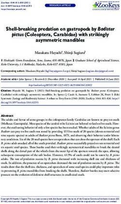 Shell-breaking predation on gastropods by Badister - ZooKeys