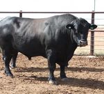 100% grass fed bulls - 2021 Rangeland Bulls Sale - For greater net profit.