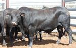 100% grass fed bulls - 2021 Rangeland Bulls Sale - For greater net profit.