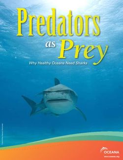 Prey as Why Healthy Oceans Need Sharks - Oceana