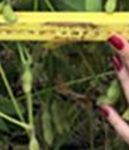 Vertical Distribution of Euschistus heros in the Leaf Canopy of Soybean Plants