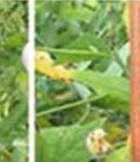 Vertical Distribution of Euschistus heros in the Leaf Canopy of Soybean Plants