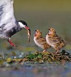 The Same Coin: Hydropower Dams and the Biodiversity Crisis