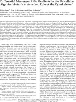 Differential Messenger RNA Gradients in the Unicellular Alga Acetabularia acetabulum. Role of the Cytoskeleton1