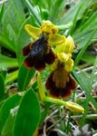 Orchids in The Wild The OCA goes to Sicily - Orchid Conservation ...