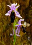 Orchids in The Wild The OCA goes to Sicily - Orchid Conservation ...