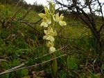 Orchids in The Wild The OCA goes to Sicily - Orchid Conservation ...