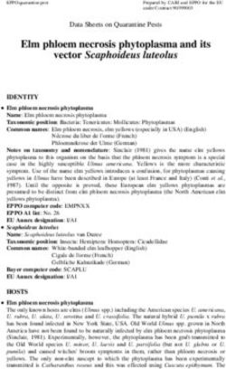 Elm phloem necrosis phytoplasma and its vector Scaphoideus luteolus