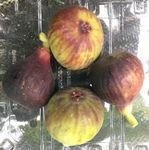 Research Report: Figs for Cold Climates - NH Agricultural Experiment Station - UNH Scholars ...