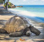 Seychelles Discovery Cruise - Mercury Holidays