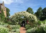 English Summer Gardens with Hampton Court Garden Festival 3rd - 8th July 2022 (5 nights) - Sisley Garden Tours