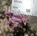 The California Native Plant Society