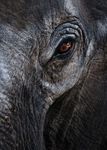 Skinned The growing appetite for Asian elephants - An investigative report from - Elephant Family