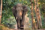 Skinned The growing appetite for Asian elephants - An investigative report from - Elephant Family