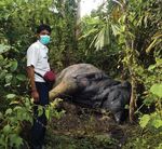 Skinned The growing appetite for Asian elephants - An investigative report from - Elephant Family