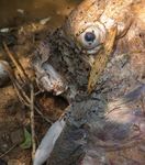 Skinned The growing appetite for Asian elephants - An investigative report from - Elephant Family