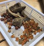 Skinned The growing appetite for Asian elephants - An investigative report from - Elephant Family