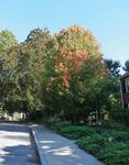 PLACEFall 2021 - Brookline GreenSpace Alliance is a non-profit membership organization dedicated to the enhancement of open space in Brookline by ...