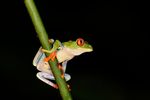 COSTA RICA PROTECTING RAINFOREST WILDLIFE A 21-Day Wildlife Conservation Program