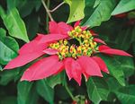 Growth regulators in the rooting of sun poinsettia (Euphorbia pulcherrima Willd. ex Klotzsch, Allg. Gartenzeitung) Valenciana variety