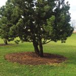 TREE TIPS - Bartlett Tree Experts