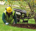 TREE TIPS - Bartlett Tree Experts