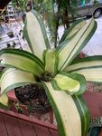 FLORIDA WEST COAST BROMELIAD SOCIETY 1954-2020