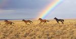 The Mustang - Republic Of Molossia