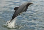 SAVING HECTOR'S AND MA ˉ UI DOLPHINS - PREVENTING A NEW ZEALAND MAMMAL EXTINCTION - Whale and Dolphin Conservation