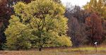 Walk in Bloomington's natural beauty this winter