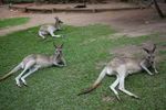 Australia Agricultural & Sightseeing Tour - Leader Tours