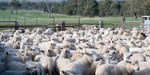 Australian Lamb and Sheep Meat Annual Review 2018 - Rural Bank