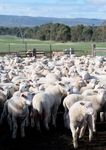 Australian Lamb and Sheep Meat Annual Review 2018 - Rural Bank