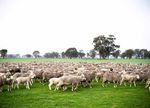 Australian Lamb and Sheep Meat Annual Review 2018 - Rural Bank