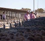 Australian Lamb and Sheep Meat Annual Review 2018 - Rural Bank