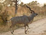 ABOUT THE TOUR 3 DAY BEST OF KRUGER PRIVATE SAFARI