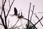 HOLLIDAY NATURE PRESERVE ASSOCIATION