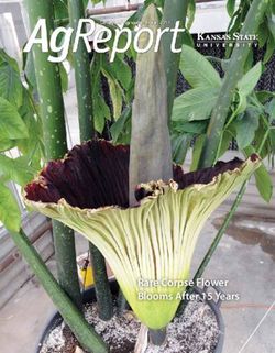 Rare Corpse Flower Blooms After 15 Years - Kansas State University