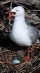 Project Pest Free Onetahua Farewell Spit - An ecological restoration project of international significance