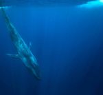 IN THIS ISSUE: The BLUE WHALE - BLUE WHALES & EVOLUTION - Apologetics Press