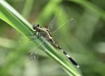 Species Diversity and Abundance of Dragonflies and Damselflies (Odonata: Insecta) in and around Panvel, Navi Mumbai, Maharashtra (India)