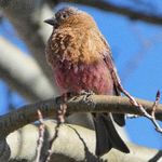 COLORADO SPRING CHICKENS - Prairie-Chickens, Grouse, and Quail - Oh My! - Seven Ponds Nature Center